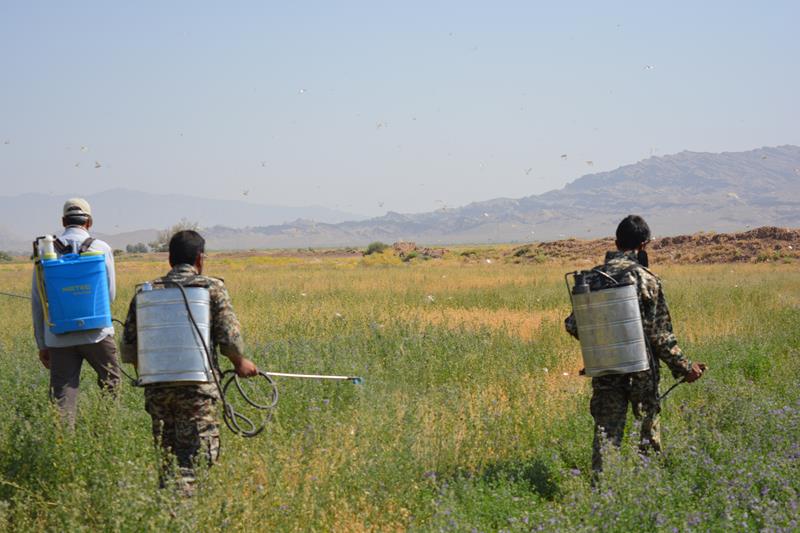 تشکیل ۵ گروه جهادی برای مبارزه با آفت ملخ در شهرستان حاجی آباد