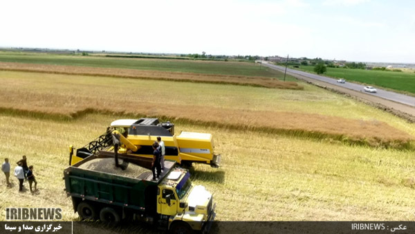 آغاز برداشت دانه روغنی کلزا در پارس آباد