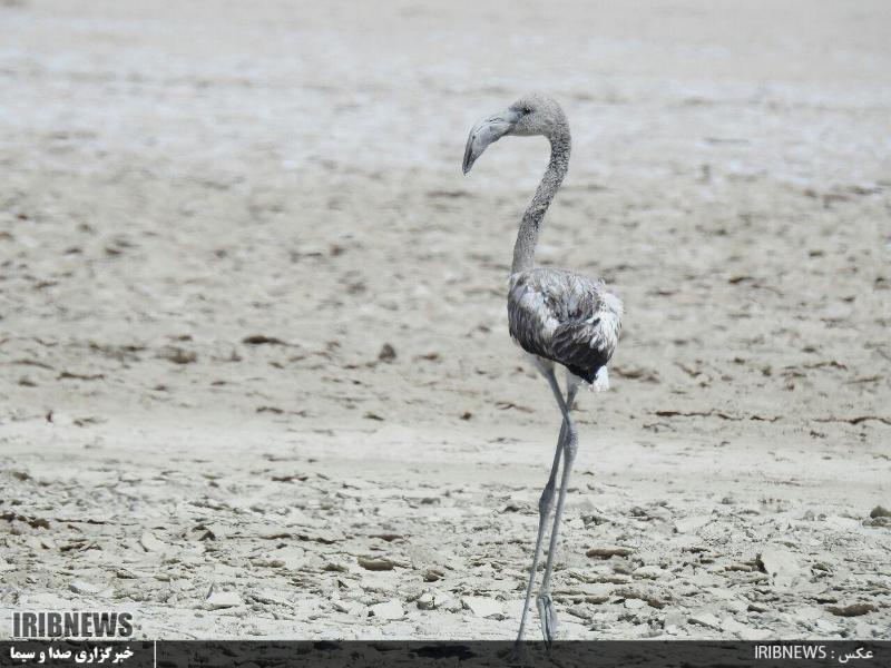 سرنوشت تلخ (در حال تکمیل)