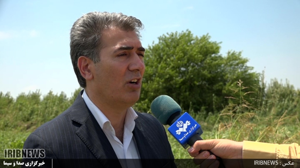  افزایش 70درصدی سطح زیر کشت گوچه فرنگی در پارس آباد