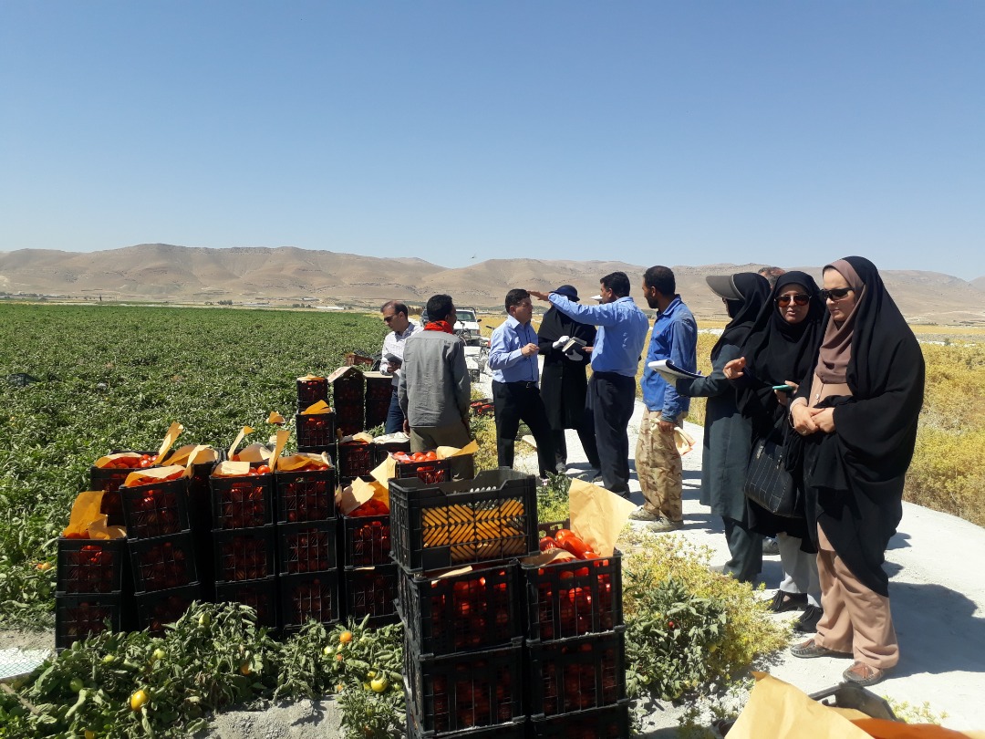 برداشت گوجه فرنگی در بیضا برداشت گوجه فرنگی در بیضا