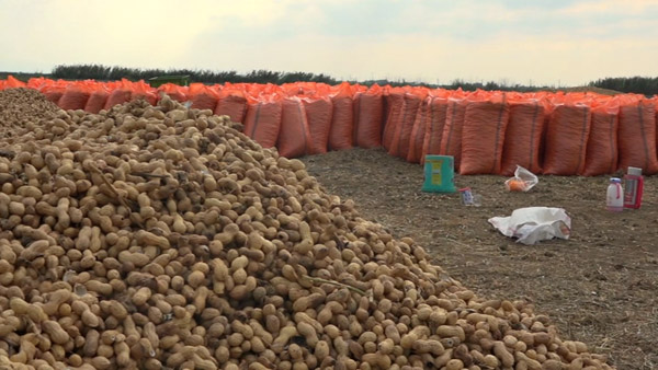 تبدیل دشت مغان به قطب تولید بادام زمینی کشور