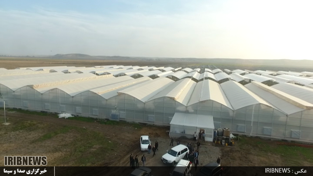 برداشت اولین محصول بزرگترین شهرک گلخانه ای کشور تا 10 روز آینده برداشت اولین محصول بزرگترین شهرک گلخانه ای کشور تا 10 روز آینده