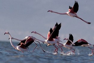 وضعیت سفید در میانکاله