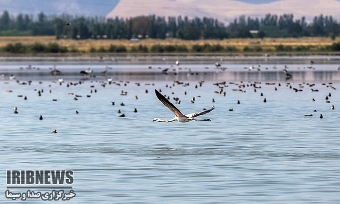 پهنه فیروژه‌ای آذربایجان میزبان پرندگان مهاجر