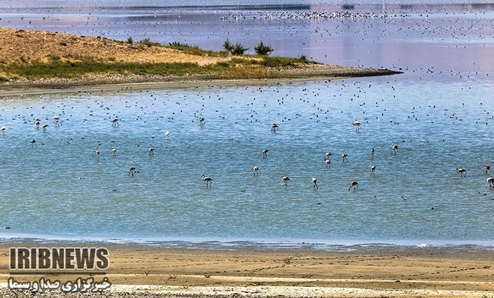 پهنه فیروژه‌ای آذربایجان میزبان پرندگان مهاجر