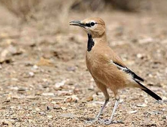 حیات وحش بومی ایران را بشناسید