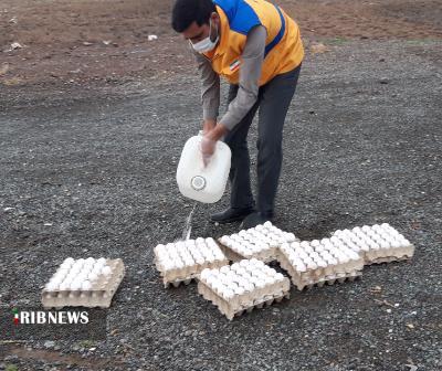 معدوم کردن ۲۵ کیلوگرم تخم مرغهای غیر قابل مصرف معدوم کردن ۲۵ کیلوگرم تخم مرغهای غیر قابل مصرف