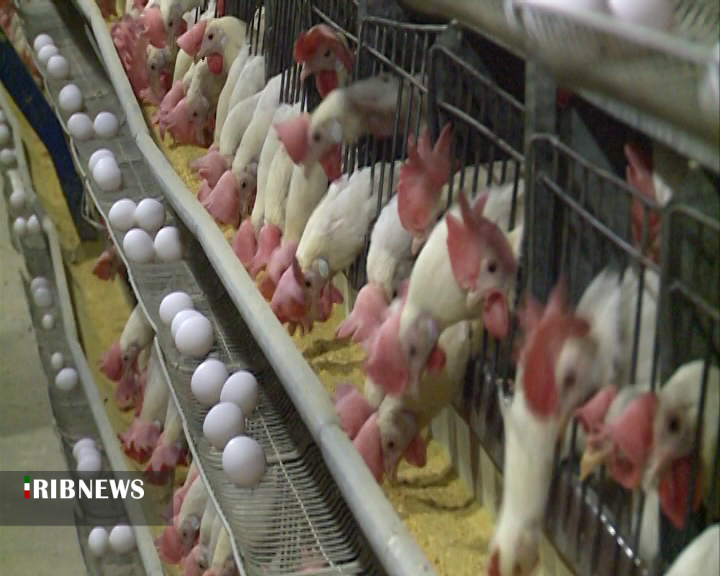 افزایش ۲۲ درصدی تولید تخم مرغ در چهارمحال و بختیاری افزایش ۲۲ درصدی تولید تخم مرغ در چهارمحال و بختیاری