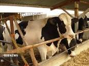تولید 165 هزار تن شیر در استان زنجان تولید 165 هزار تن شیر در استان زنجان