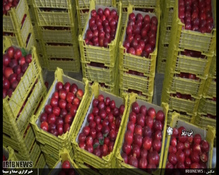 برداشت شلیل نوبرانه در نی ریز