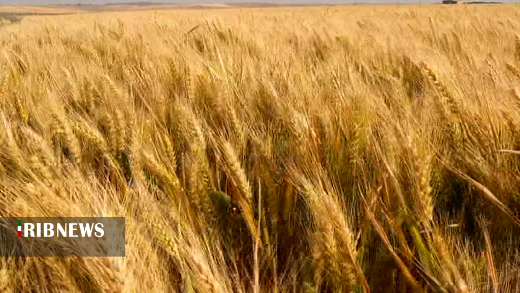 ریزش دانه های گندم بر اثر باد گرمیج در دشت مغان ریزش دانه های گندم بر اثر باد گرمیج در دشت مغان