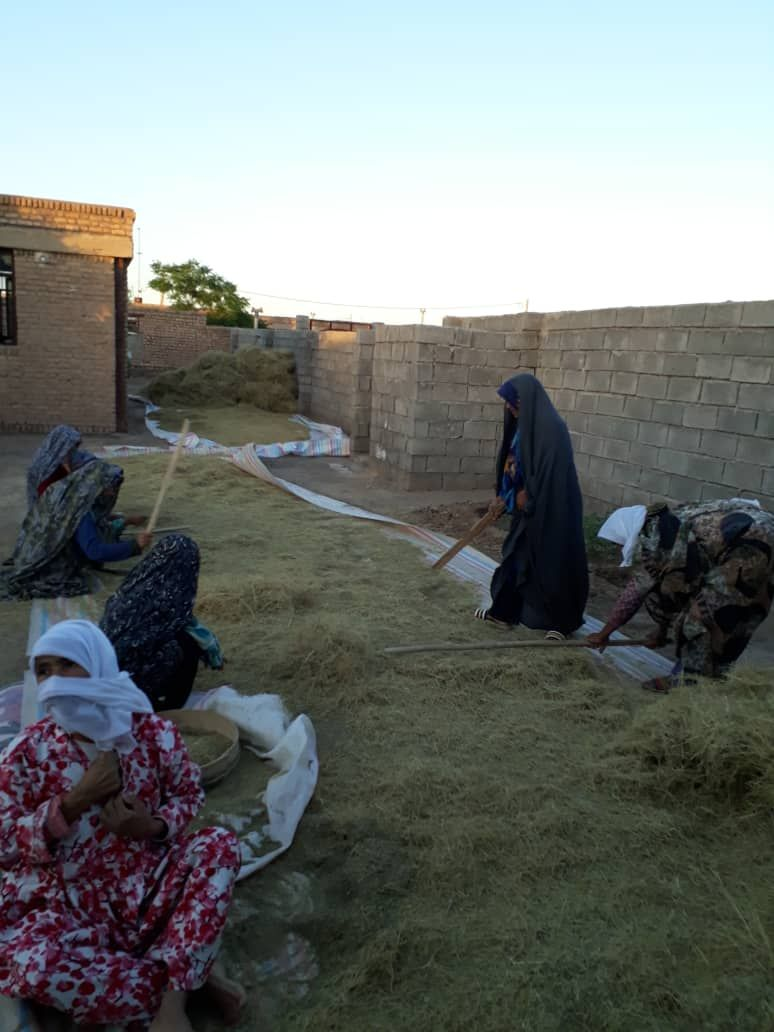 تولید و فرآوری زیره در روستا‌های خواف با موضوع درس کارآفرینی و نوآوری