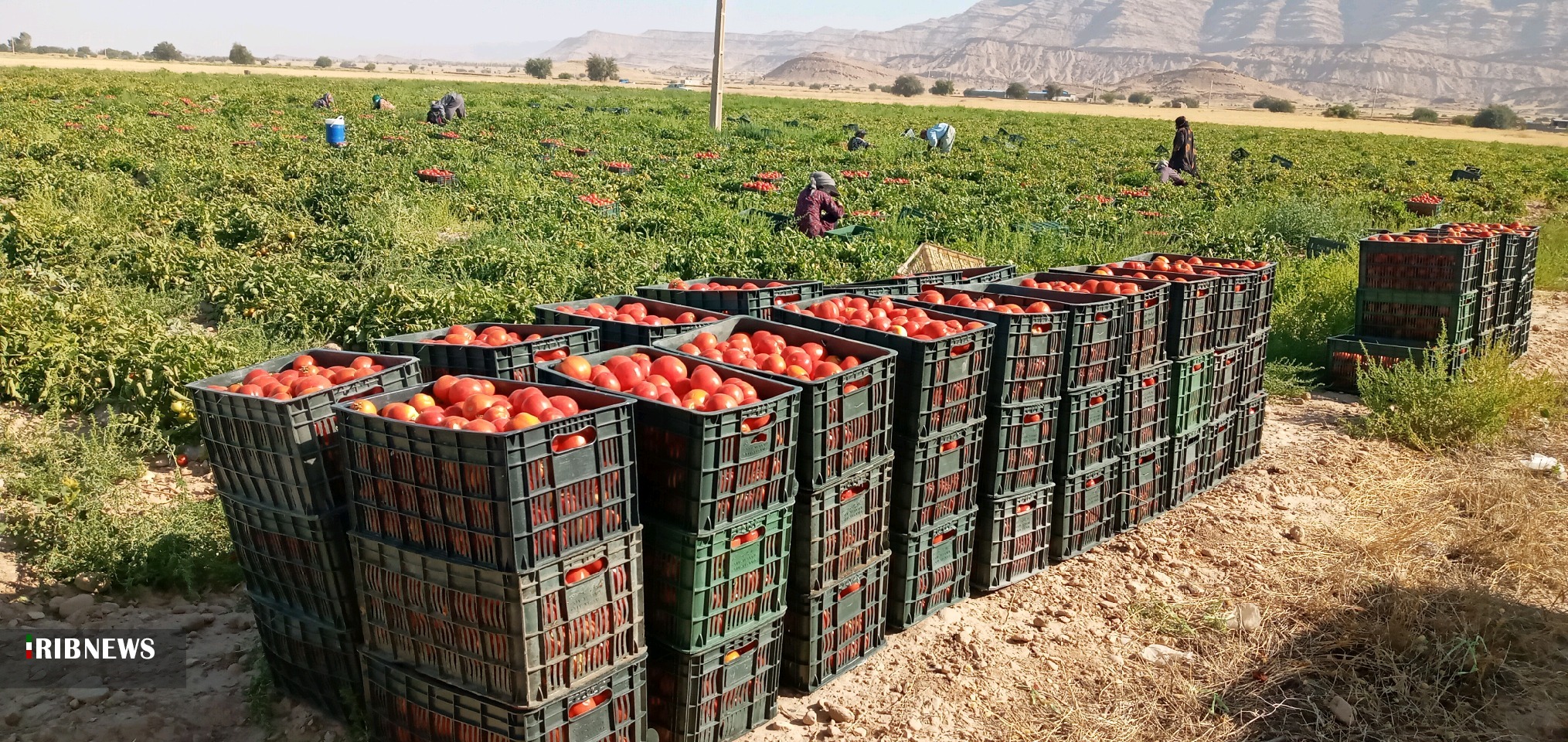 افزایش ۲۰ درصدی برداشت گوجه فرنگی در استان