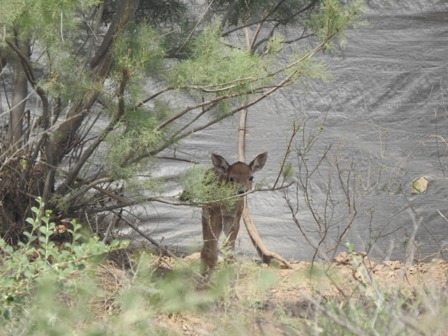 تولد نخستین گوزن زرد ایرانی در خوزستان در امسال تولد نخستین گوزن زرد ایرانی در خوزستان در امسال