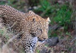 حمله پلنگ به گوسفندان حمله پلنگ به گوسفندان