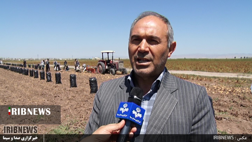 سیب زمینی کاران اردبیل در برداشت محصول عجله نکنند