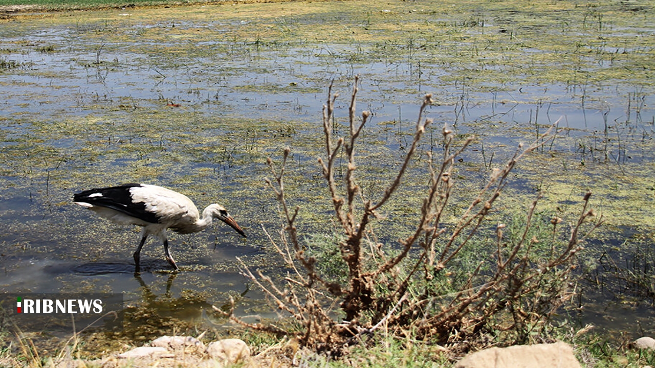 لک لک زخمی در مهاباد به آغوش طبیعت بازگردانده شد لک لک زخمی در مهاباد به آغوش طبیعت بازگردانده شد