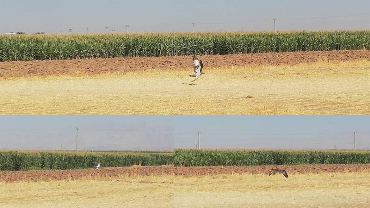 مشاهده عقاب ماهیگیر در زیستگاه‌های آبی استان قزوین