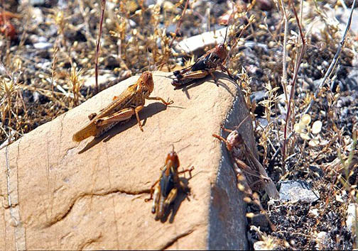 استقرار 152 گروه پایش ملخ های صحرایی  در خوزستان