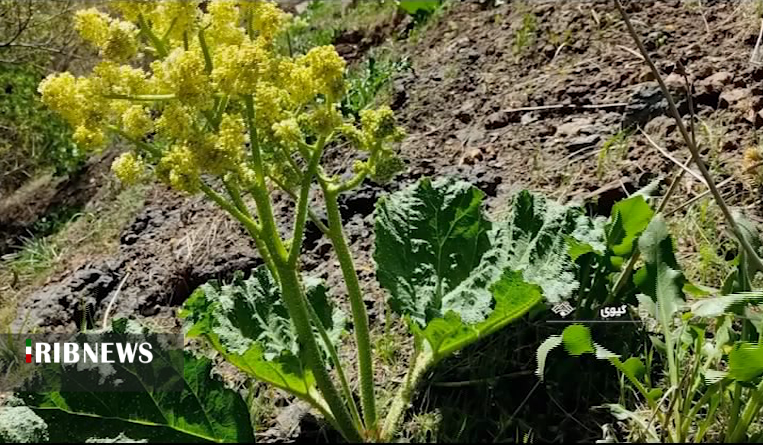 خوردن این گیاه چربی را می سوزاند و چین و چرک را از بین می برد