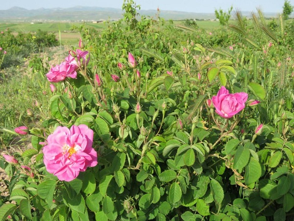 گلستان‌های معطر گل محمدی کوهین + فیلم