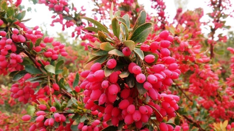 سه محصول ایرانی که در دنیا حرف اول را میزند! سه محصول ایرانی که در دنیا حرف اول را میزند!