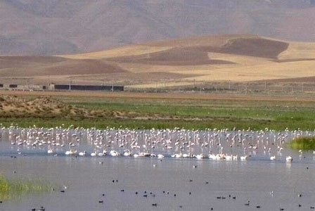 آوای خوش زندگی در دل تالاب کانی برازان