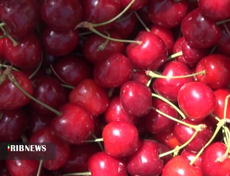 پیش بینی برداشت هزارو ۲۰۰ تن گیلاس در خلخال