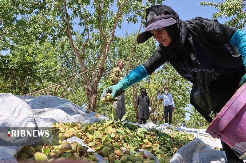 بادام به نام باغداران، به کام دلالان