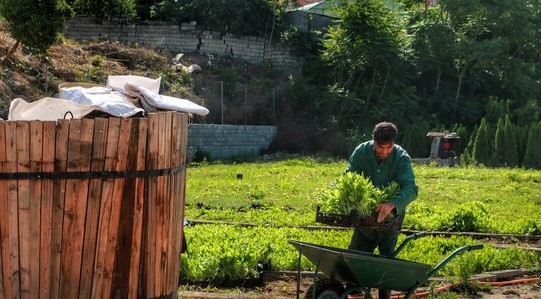 صرفه جویی ۹۲ درصدی آب در تولید علوفه با ساخت سامانه کشت بدون خاک