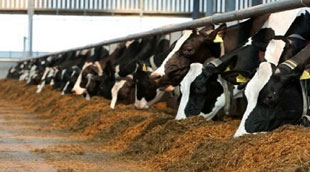 خرید توافقی نهاده‌های دامی در سامانه بازارگاه