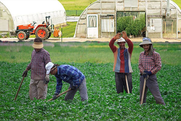 تعاونیهای روستایی؛ موفقترین تشکلهای مردم نهاد تعاونیهای روستایی؛ موفقترین تشکلهای مردم نهاد