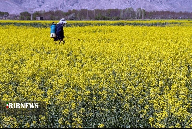 کلزاکاران لرستانی احتمال شیوع آفات را جدی بگیرند