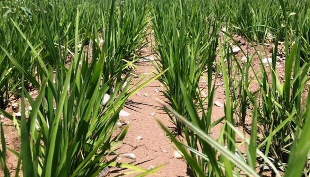 خشکه کاری روشی نوین برای تولید برنج در شرایط کم آبی+فیلم