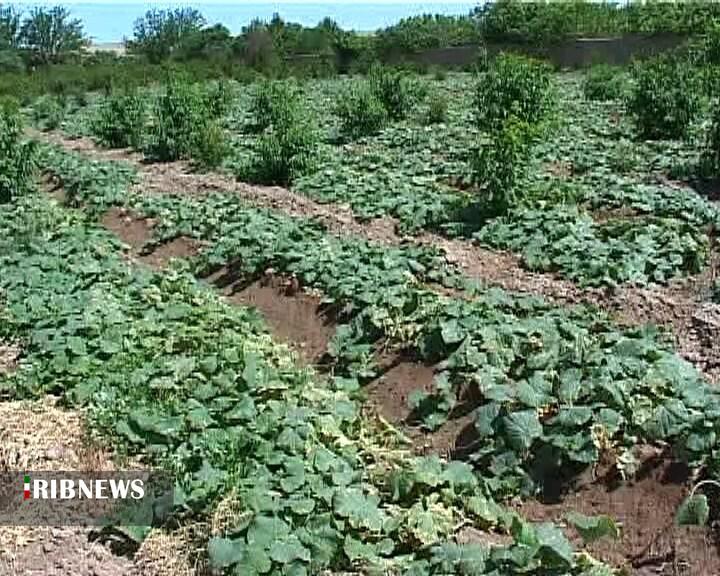 برداشت خیار از مزارع خراسان شمالی