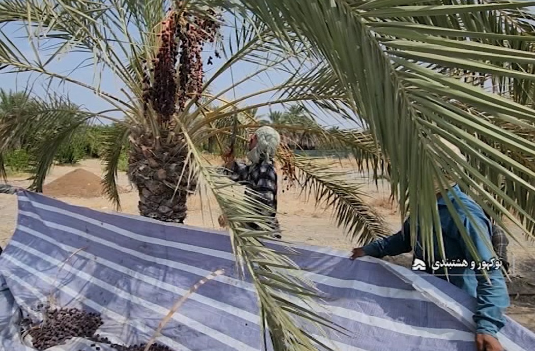 برداشت ۴ هزار تن خرما از نخلستانهای توکهور و هشتبندی برداشت ۴ هزار تن خرما از نخلستانهای توکهور و هشتبندی