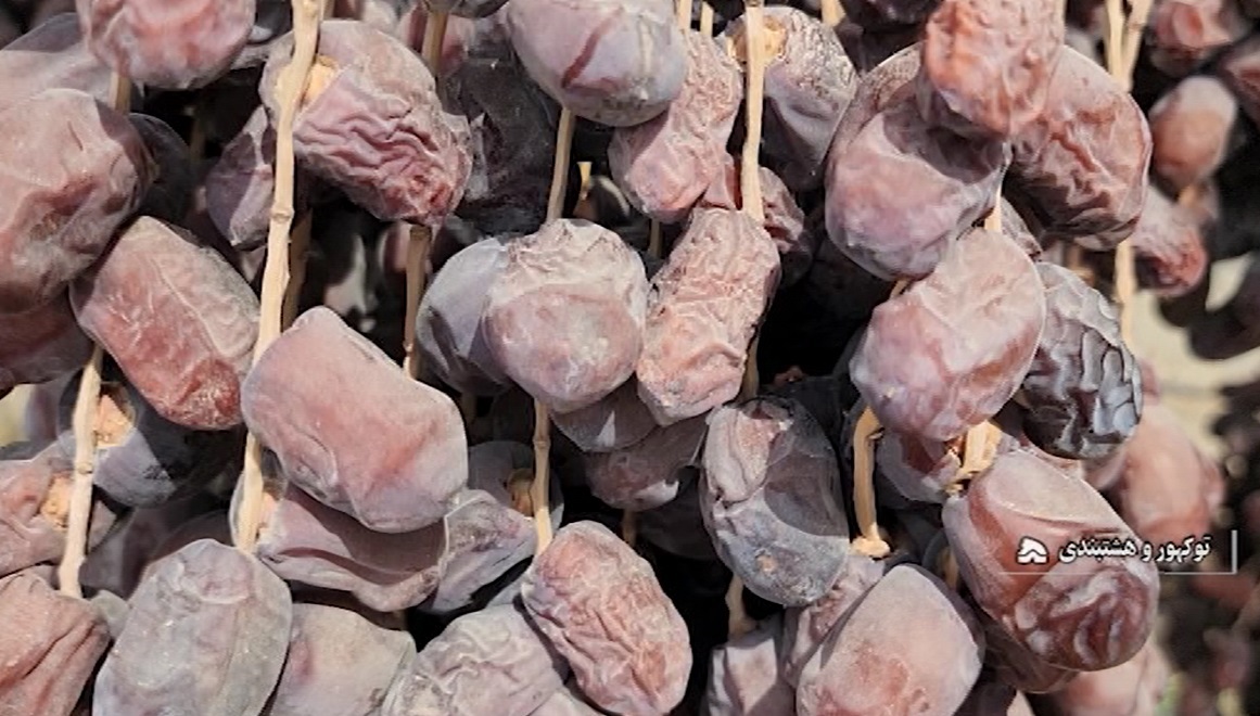 برداشت ۴ هزار تن خرما از نخلستانهای توکهور و هشتبندی برداشت ۴ هزار تن خرما از نخلستانهای توکهور و هشتبندی