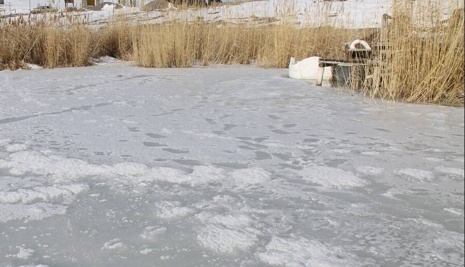 یخ بستن پهنه آبی تالاب بین المللی کانیبرازان مهاباد یخ بستن پهنه آبی تالاب بین المللی کانیبرازان مهاباد