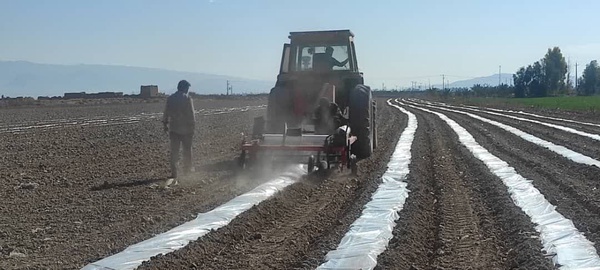 آغاز کشت هندوانه آجیلی در زرین دشت