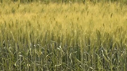 بذرهای گواهی شده، کلید موفقیت کشاورزان برای امنیت غذایی ایران
