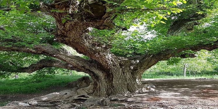 ثبت ملی ۳ اثر طبیعی استان گیلان