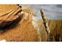 برداشت گندم از گندمزارهای مازندران