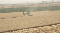 تولید گندم در گلستان در آستانه ثبت رکوردی جدید