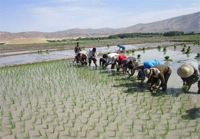 کشت برنج در ۶۵۰ هزار هکتار از مزارع کشور