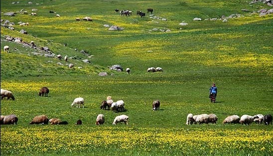 درخشش دامداری سنتی در دنیای صنعتی؛ از نجات موزه ریگان تا حفاظت از مقر گوگل