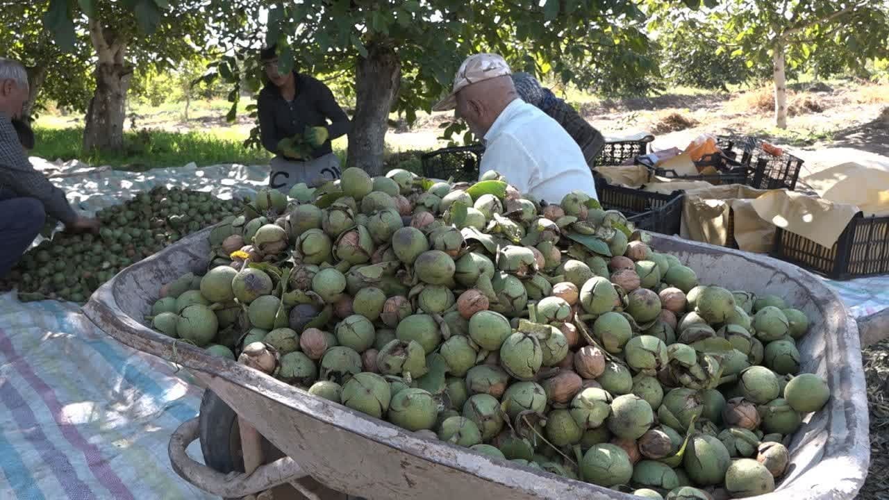 برداشت ۱ هزار ۶۰۰ تن محصول گردوی پیوندی در خوی