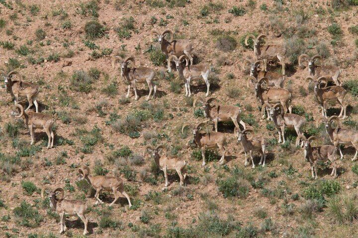 آغاز سرشماری حیات وحش در منطقه حفاظت شدهمند استان بوشهر آغاز سرشماری حیات وحش در منطقه حفاظت شدهمند استان بوشهر