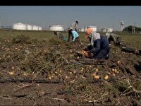 سرشماری عمومی کشاورزی در اردبیل آغاز شد