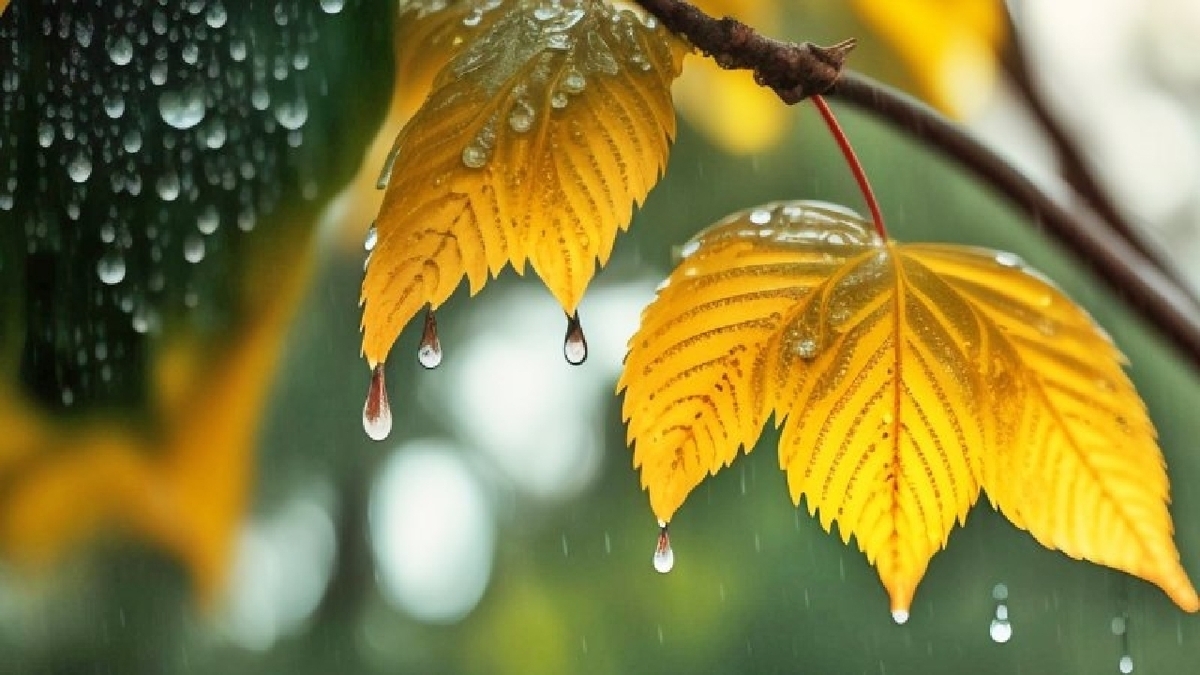 ورود موج بارشی به کردستان، از فردا ورود موج بارشی به کردستان، از فردا